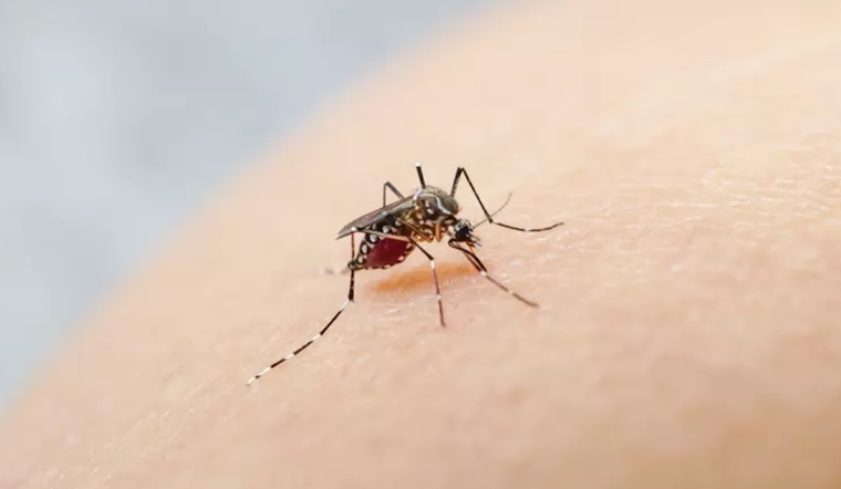 "Yellow Fever Mosquitoes" Found in San Jose, Spurring Eradication Efforts