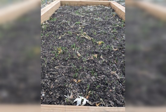 Ramsey County Leads with Soil Health Initiatives to Forge a Sustainable Future