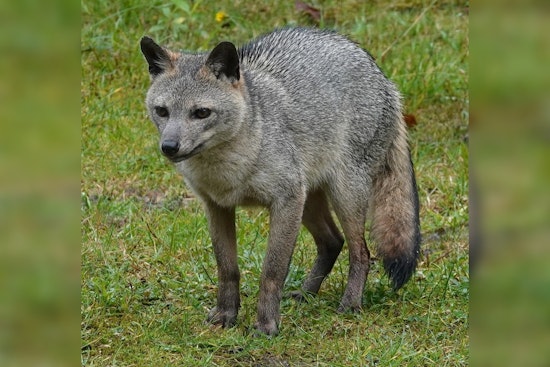 Rash of Fox Attacks Leads to Euthanization of Aggressive Animal at Arizona's Saguaro National Park