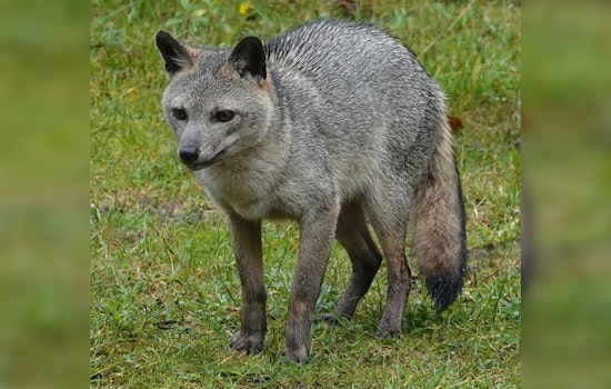 Rash of Fox Attacks Leads to Euthanization of Aggressive Animal at Arizona's Saguaro National Park