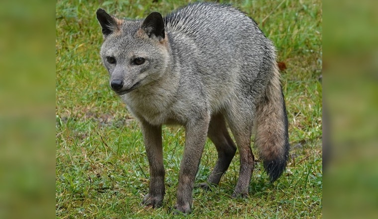 Rash of Fox Attacks Leads to Euthanization of Aggressive Animal at Arizona's Saguaro National Park