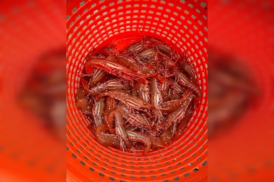 Recreational Spot Shrimp Fishery Season Begins May 16 in Puget Sound for Seafood Enthusiasts