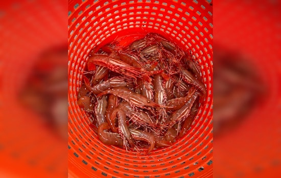 Recreational Spot Shrimp Fishery Season Begins May 16 in Puget Sound for Seafood Enthusiasts