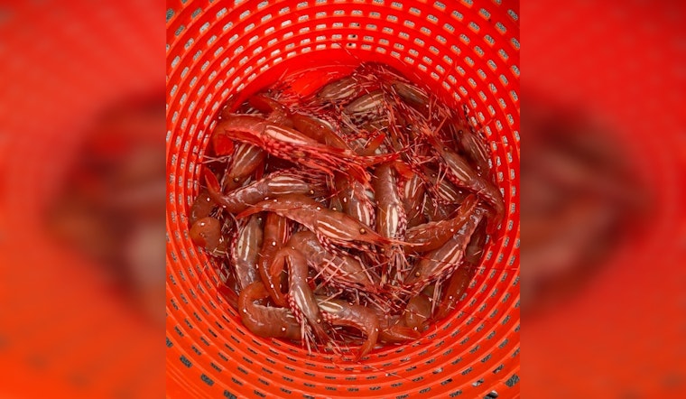 Recreational Spot Shrimp Fishery Season Begins May 16 in Puget Sound for Seafood Enthusiasts