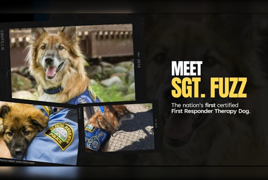 Saint Paul Police Dept's Sgt. Fuzz, A Trailblazing Therapy Dog Comforting First Responders