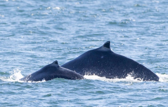 Salish Sea Celebrates Arrival of First Humpback Calf of 2024 Season Near San Juan Island