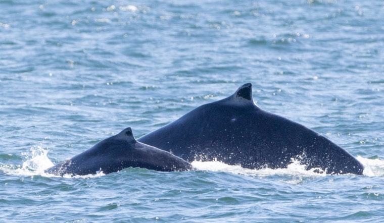 Salish Sea Celebrates Arrival of First Humpback Calf of 2024 Season Near San Juan Island