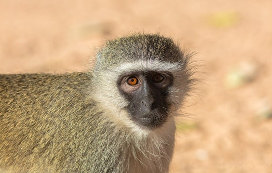 San Antonio Boy Bitten by Vervet Monkey During Family Gathering, Owner Cited for Prohibited Pet