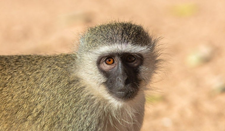 San Antonio Boy Bitten by Vervet Monkey During Family Gathering, Owner Cited for Prohibited Pet