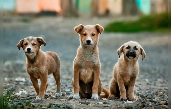 San Antonio Facing 20% Rise in Deadly Dog Parvovirus Cases Post-Rainfall, Vaccination Urged