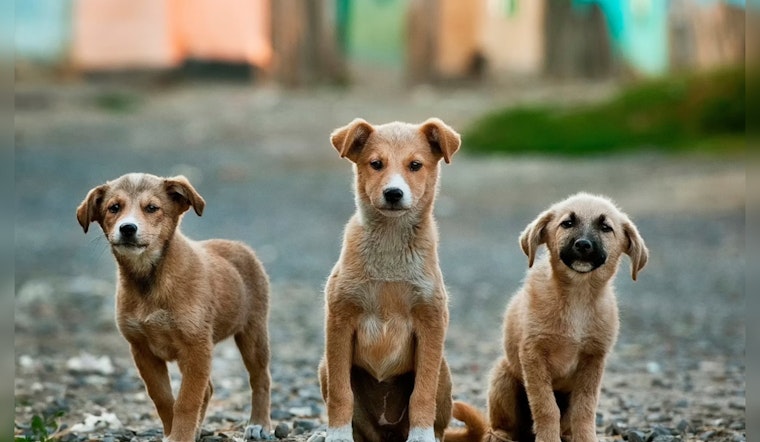 San Antonio Facing 20% Rise in Deadly Dog Parvovirus Cases Post-Rainfall, Vaccination Urged