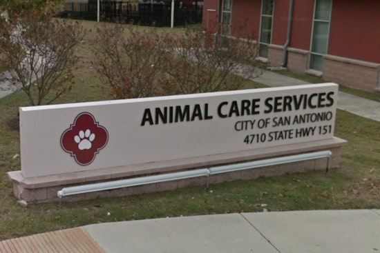 San Antonio Shelter Slashes Adoption Fees During Solar Eclipse Spectacle