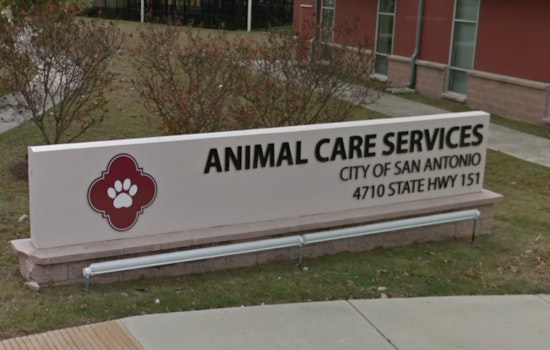 San Antonio Shelter Slashes Adoption Fees During Solar Eclipse Spectacle