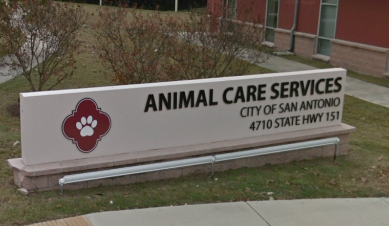 San Antonio Shelter Slashes Adoption Fees During Solar Eclipse Spectacle