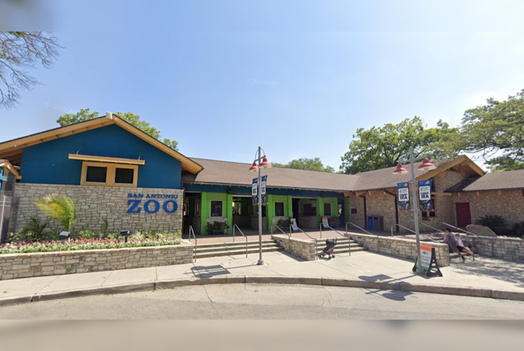 San Antonio Zoo Offers $8 Admission for Fiesta Celebration, Showcasing Culture and Conservation