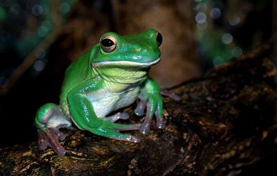 San Antonio's Wuest Ranch Reveals Rich Biodiversity Amid Urban Expansion Pressures in Texas Hill Country