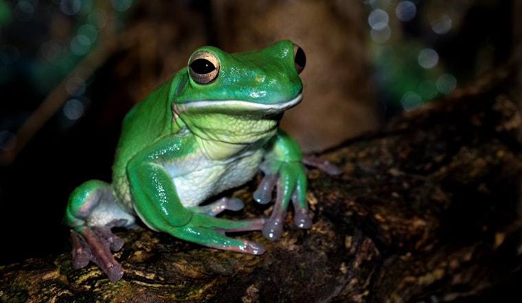 San Antonio's Wuest Ranch Reveals Rich Biodiversity Amid Urban Expansion Pressures in Texas Hill Country