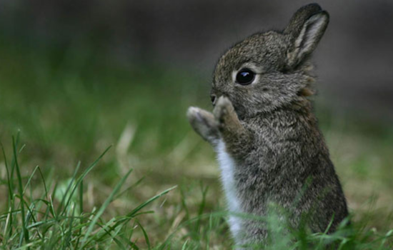 San Diego Humane Society Advises, Not All "Abandoned" Baby Animals Need Rescuing