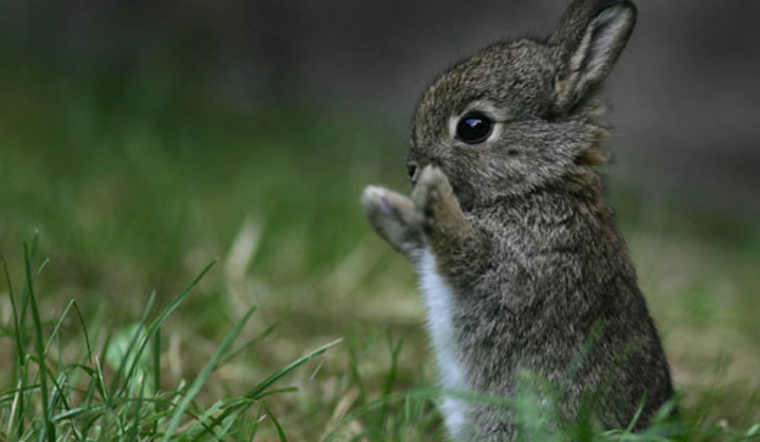 San Diego Humane Society Advises, Not All "Abandoned" Baby Animals Need Rescuing