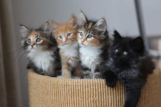 San Diego Humane Society Celebrates 15 Years of Kitten Nursery, Over 27,000 Felines Saved