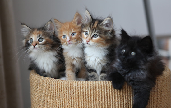 San Diego Humane Society Celebrates 15 Years of Kitten Nursery, Over 27,000 Felines Saved