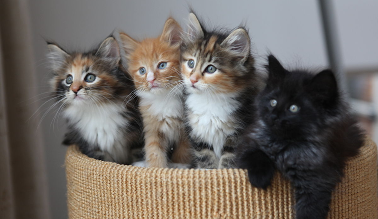 San Diego Humane Society Celebrates 15 Years of Kitten Nursery, Over 27,000 Felines Saved