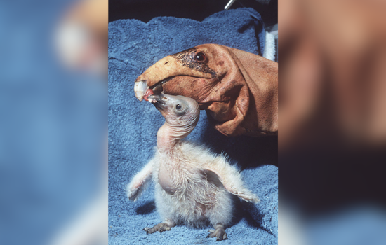 San Diego Zoo Safari Park Celebrates Hatching of 250th California Condor in Conservation Milestone