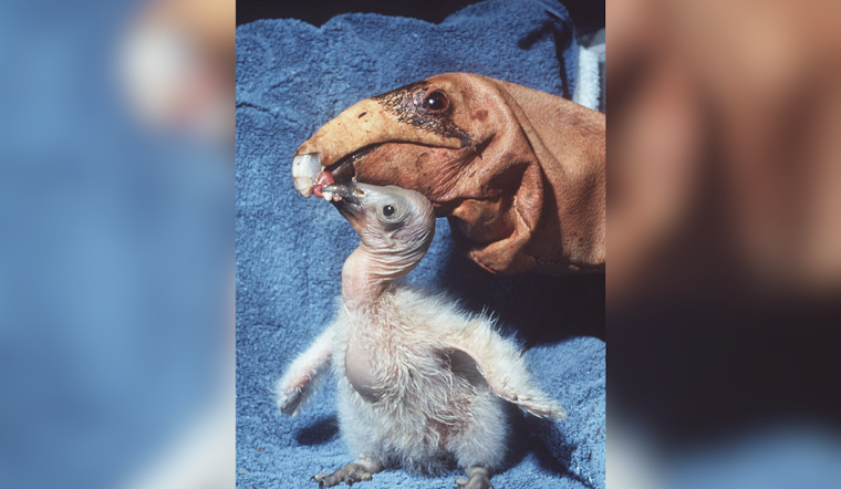 San Diego Zoo Safari Park Celebrates Hatching of 250th California Condor in Conservation Milestone