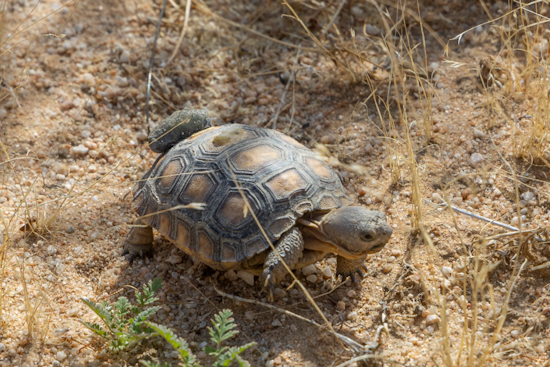 San Diego Zoo Wildlife Alliance Celebrates Reemergence of 70 Mojave Desert Tortoises at Edwards Air Force Base