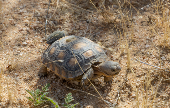 San Diego Zoo Wildlife Alliance Celebrates Reemergence of 70 Mojave Desert Tortoises at Edwards Air Force Base