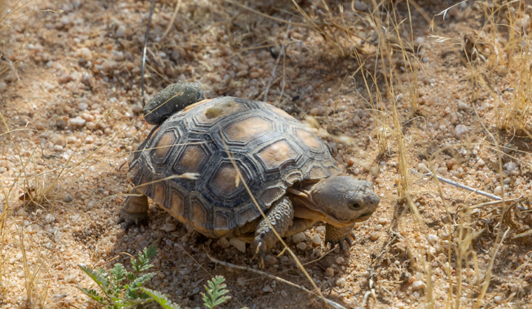 San Diego Zoo Wildlife Alliance Celebrates Reemergence of 70 Mojave Desert Tortoises at Edwards Air Force Base