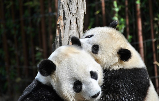 SF Zoo to Welcome Giant Pandas; Mayor Breed's China Visit Ends in 'Panda Diplomacy'