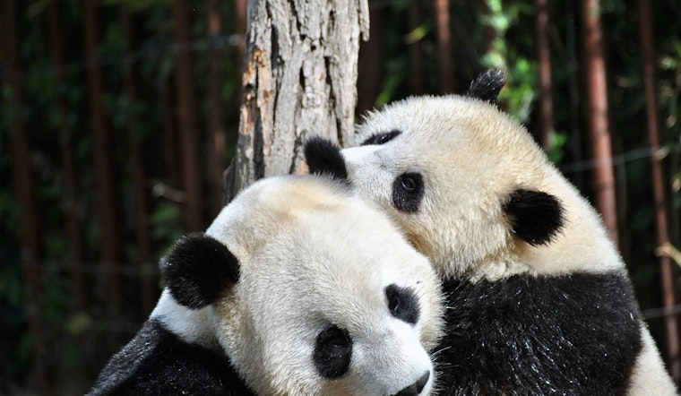 SF Zoo to Welcome Giant Pandas; Mayor Breed's China Visit Ends in 'Panda Diplomacy'