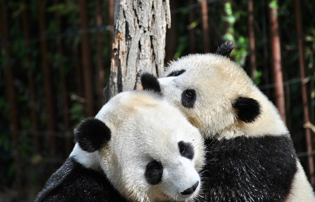 SF Zoo to Welcome Giant Pandas; Mayor Breed's China Visit Ends in 'Panda Diplomacy'