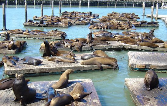 San Francisco's Pier 39 Sea Lion Population Soars to a Seven-Year High, Ecstatic Spectators Flock to Watch