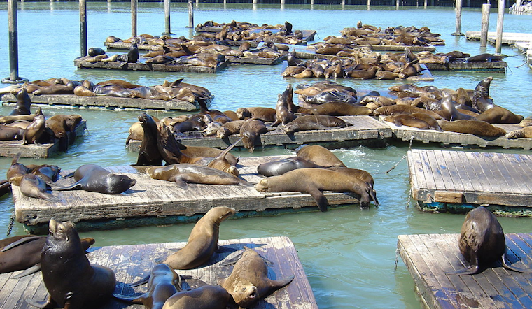 San Francisco's Pier 39 Sea Lion Population Soars to a Seven-Year High, Ecstatic Spectators Flock to Watch