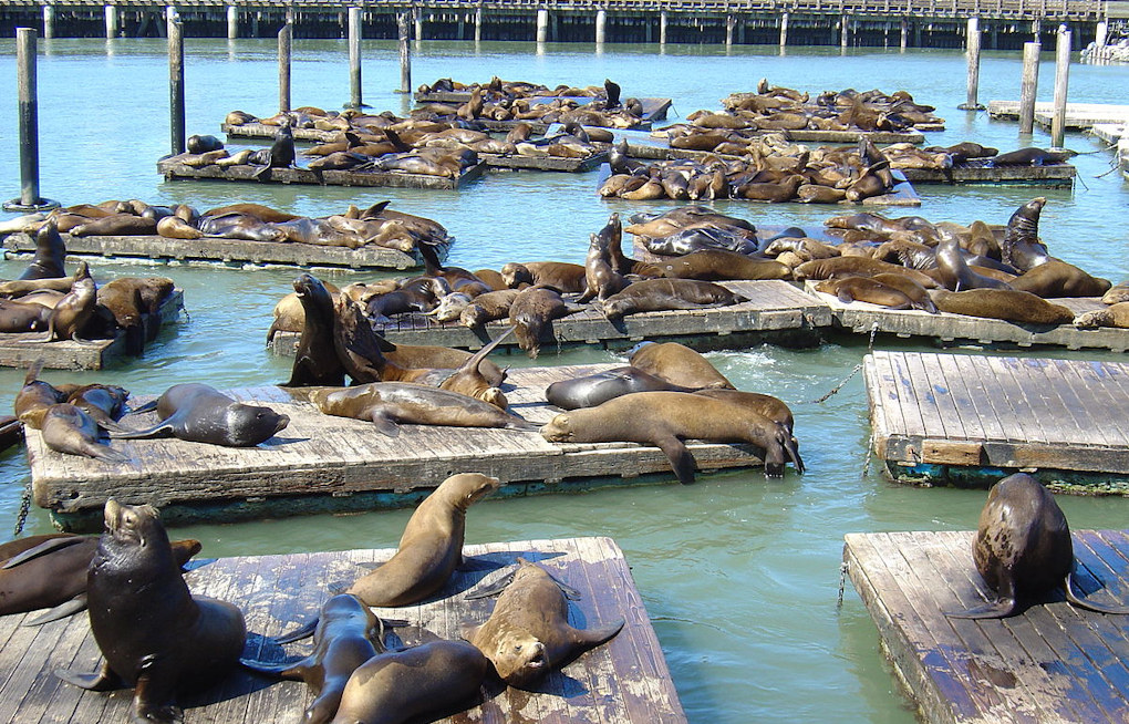 San Francisco's Pier 39 Sea Lion Population Soars to a Seven-Year High, Ecstatic Spectators Flock to Watch