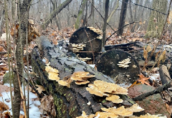Scott County Invites Nature Lovers to 'Forest Bathing' Experience at Cleary Lake on April 20