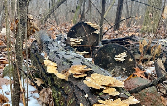 Scott County Invites Nature Lovers to 'Forest Bathing' Experience at Cleary Lake on April 20