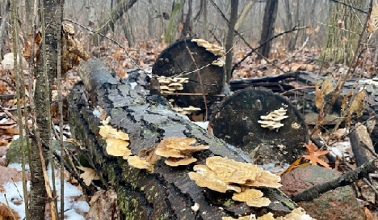 Scott County Invites Nature Lovers to 'Forest Bathing' Experience at Cleary Lake on April 20