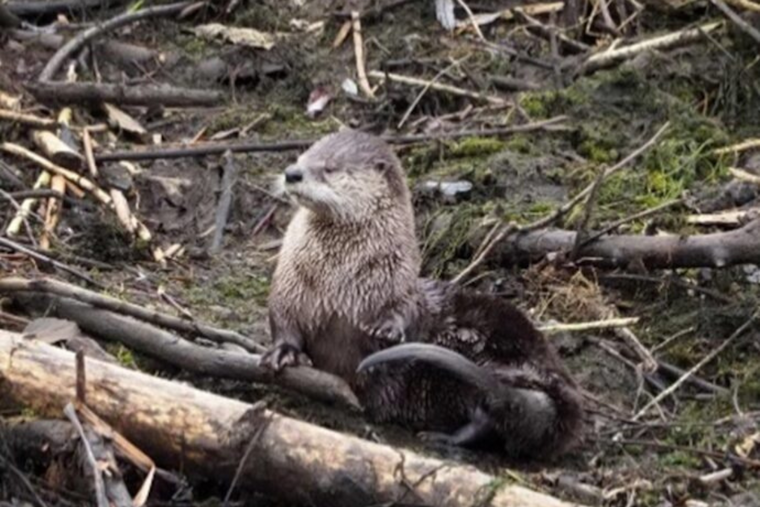 Seattle Calls on Residents to Document Urban Biodiversity with City Nature Challenge 2024