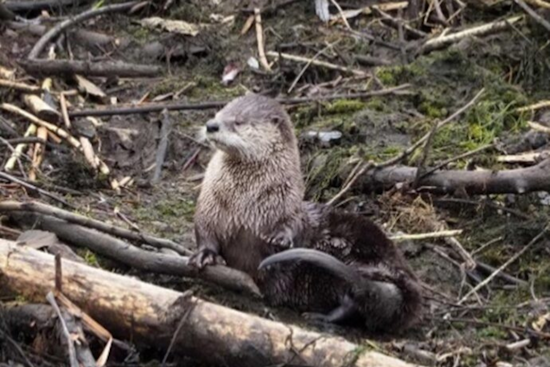 Seattle Calls on Residents to Document Urban Biodiversity with City Nature Challenge 2024