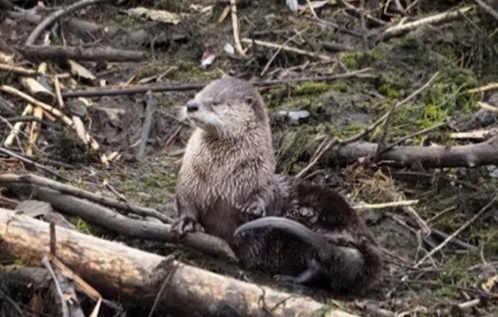 Seattle Calls on Residents to Document Urban Biodiversity with City Nature Challenge 2024