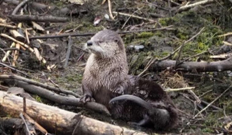 Seattle Calls on Residents to Document Urban Biodiversity with City Nature Challenge 2024