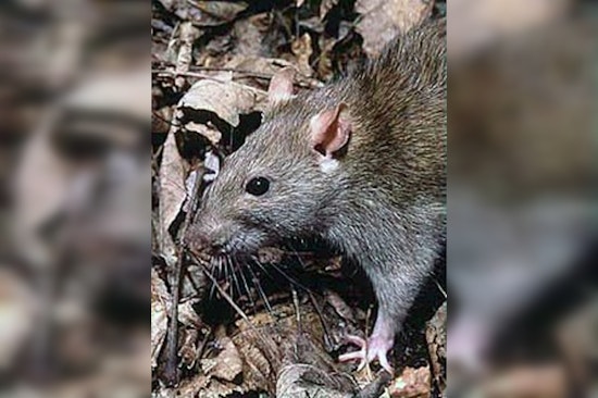 Seattle Innovates with Eco-Friendly Rat Control: CO2 Gas Takes the Lead Over Poison in City Parks