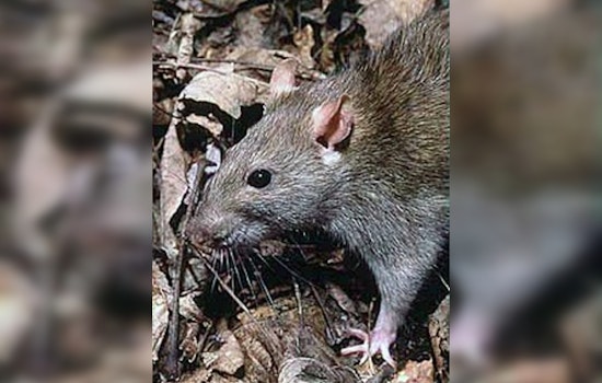 Seattle Innovates with Eco-Friendly Rat Control: CO2 Gas Takes the Lead Over Poison in City Parks