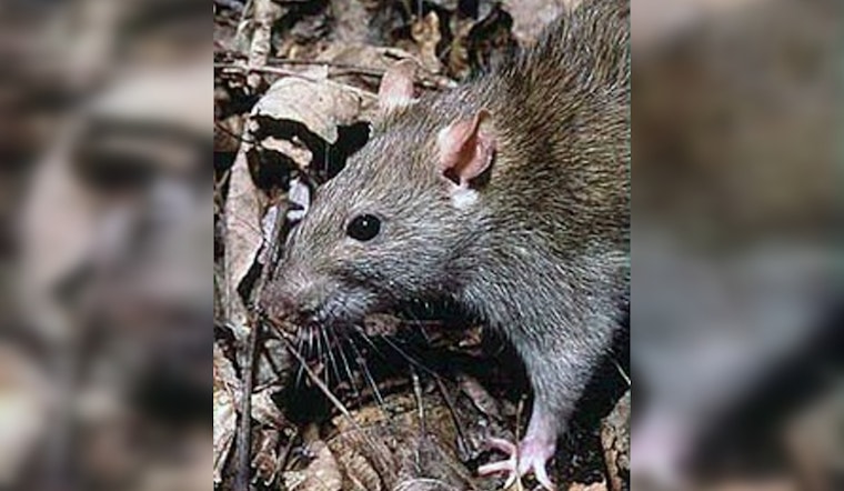 Seattle Innovates with Eco-Friendly Rat Control: CO2 Gas Takes the