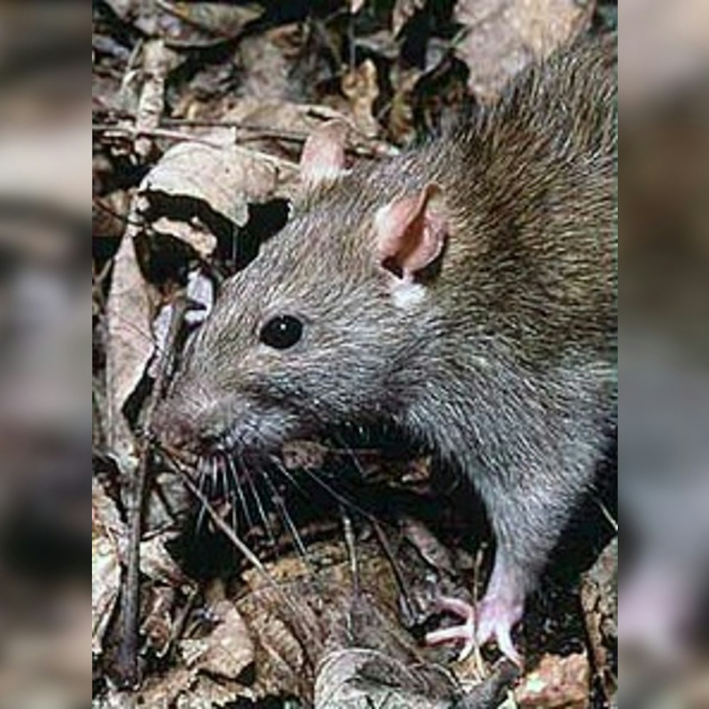 Seattle Innovates with Eco-Friendly Rat Control: CO2 Gas Takes the Lead Over Poison in City Parks