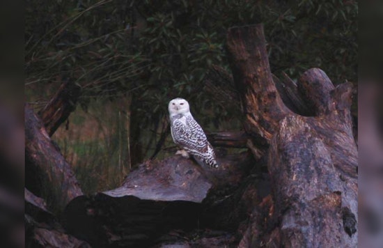 Seattle Invites Nature Lovers for Night Hikes and Bird Walks at Local Parks Starting April 11