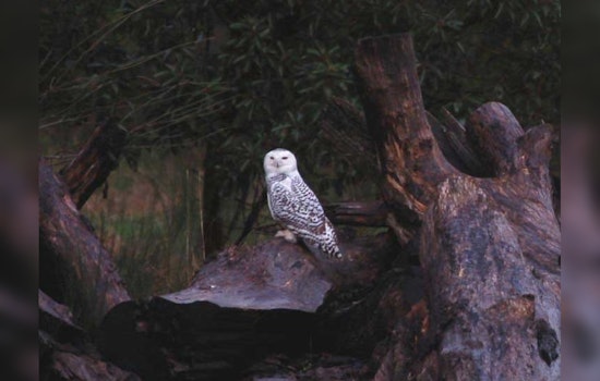 Seattle Invites Nature Lovers for Night Hikes and Bird Walks at Local Parks Starting April 11